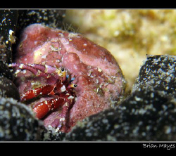 Tiny red hermit crab struggling to free itself from a Sea... by Brian Mayes 